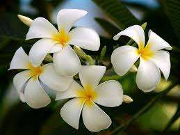 FLOR DE PLUMERIA SECADA DE ALTA CALIDAD - BUEN PRECIO - Product Image 4