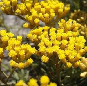 Huile Essentielle d'Hélichryse 100% Pure, Fleurs d'Italie, Distillée à la Vapeur, Certifiée GMP, Produit OEM - Perte de Poids & Hydratant - Product Image 5