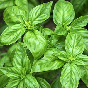 Aceite Esencial de Albahaca Sagrada Pura Extraída de Hojas, Destilado al Vapor, Beneficios Nutritivos Antienvejecimiento, Aroma Dulce Fresco de la India, Mejor Precio - Product Image 6