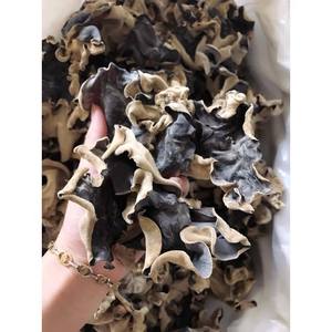 Hongo negro seco/seta de madera, precio superbarato de Vietnam - Product Image 6