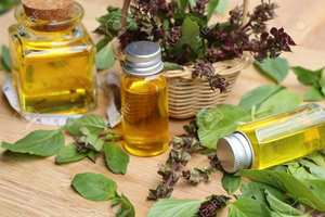 Aceite Esencial de Albahaca Sagrada Pura Extraída de Hojas, Destilado al Vapor, Beneficios Nutritivos Antienvejecimiento, Aroma Dulce Fresco de la India, Mejor Precio - Product Image 5