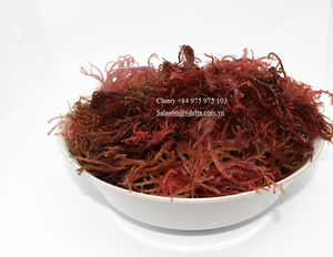 Muestra gratuita de seamoss dorado-morados secos de la mejor calidad de Vietnam/Sra. Lily - Product Image 4