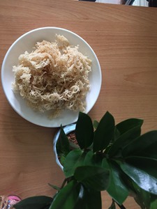 TOP PREMIER EUCHEUMA ALGODÓN MAR MUSGO DE VIET NAM - Product Image 2