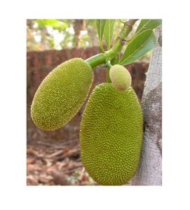 Morceaux de jeune jackfruit congelés, Mme Sophie - Product Image 1