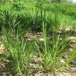 Polvo de Eleusine Indica de Alta Calidad, 100% Natural y de Entrega Rápida - Product Image 1