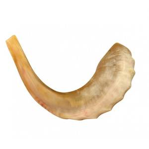 Corne de béliers casher Shofar sculpté finition naturelle polie animal et religieux sans parfum - Product Image 5