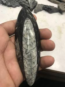 Pierre précieuse d'orthoceras de haute qualité naturelle - Product Image 2