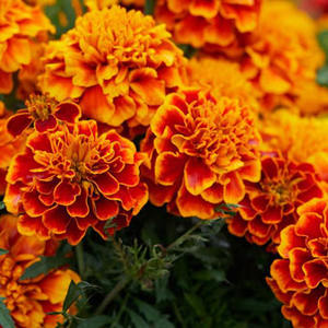 ผู้ส่งออกน้ำมันดาวเรืองไฮโดรซอลเหลวราคาต่ำไอน้ำกลั่นจากดอกไม้ - Product Image 6