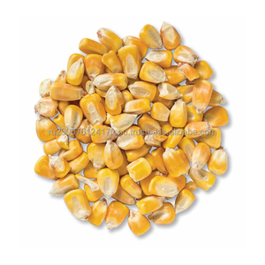 Maíz amarillo sin GMO, maíz blanco/maíz para alimentación humana y Animal - Product Image 3