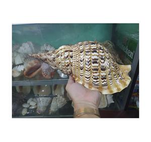 Coquilles de conques marines surdimensionnées artisanales naturelles pour la décoration intérieure Fabriquées au Vietnam 99GD - Product Image 1