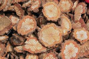 CAULIS SPATHOLOB SÉCHÉ NATUREL DU VIETNAM - Product Image 4