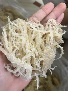 สาหร่ายสปิโนซัม/ยูเชมา คอตตันนี - Product Image 4