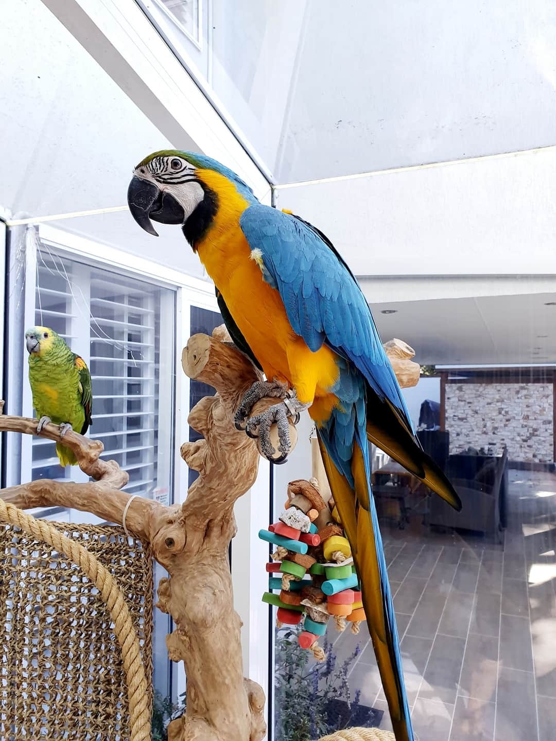 javaウッド　大型インコ、オウムバードトイ javaウッド 大型インコ、オウムバードトイ 【公式通販】
