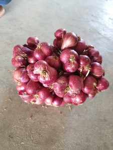 THE BEST QUALIFY FRESH <strong>ONION</strong> for EXPORT ORIGIN VIET NAM - Product Image 2