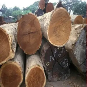 Tronchi di legno di ACACIA/tronchi di legno di gomma