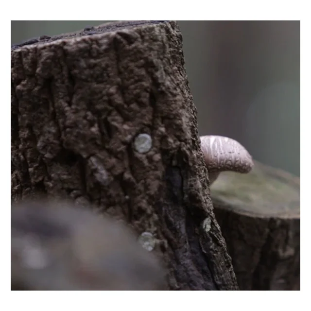 [SMH-45] Korea Bulk Fresh Dried Shiitake Mushroom Hyanko from Korea