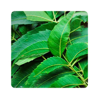 Meilleures ventes de poudre de feuilles de neem biologique extrait de plante antiseptique pour cheveux