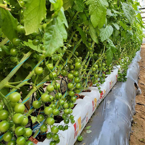 Meilleurs sacs de culture de tomates écologiques (forme de bloc) avec protection UV et haute rétention d'eau pour les serres mexicaines au meilleur prix - Product Image 1
