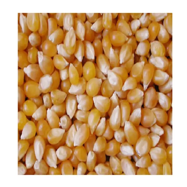 Vietnamese Yellow Corn Best Price Wholesale - Vietnam Maize export to Korea, Japan, UAE, etc - yellow corn for animal feed