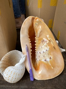 Coquillages naturels de coquille d'escargot polis, perles de coquille de cauris ovales, coquillages de plage, coquillages marins pour la fabrication de bijoux artisanaux DIY, accessoires - Product Image 3