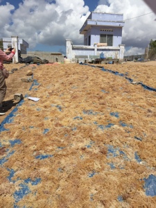 Irlandés seamoss Jamaica musgo de mar/dorados musgo de mar de alta calidad para la exportación 0084817092069 WA - Product Image 6