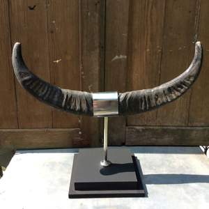 Venta al por mayor de cuerno de búfalo pulido natural de calidad escultura animal decorativa para la decoración del hogar tamaño personalizado para Base de acero - Product Image 5