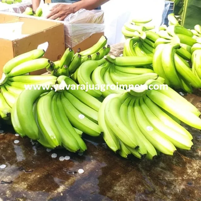 L'extracteur de banane naturelle, vert, frais et Long, en inde