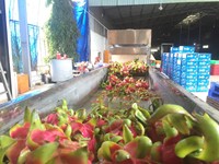 Vers Drakenfruit/Zeer Goedkope Prijs Vers Drakenfruit