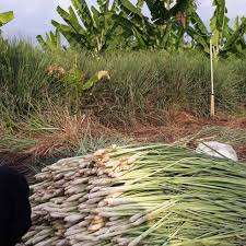 CONGELÉS CITRONNELLE - Product Image 3