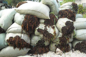 SARGASSUM SECO ALGAS DE VIETNAM/Sra. May: + 84 904183651 - Product Image 3