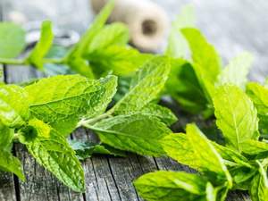 Aceite Esencial Puro de Extracto de Hierbabuena OEM/ODM para el Cuidado Corporal y Reafirmación de la Piel - Fabricante y Proveedor Certificado por GMP - Product Image 6