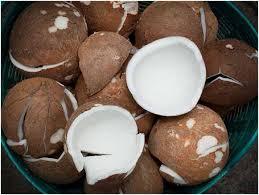 Noix de coco séchée entière BON PRIX DU VIETNAM - Product Image 3