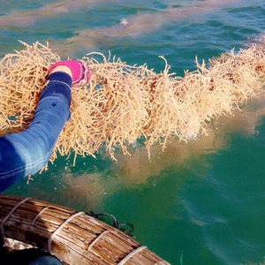 Alga Eucheuma Cottonii / Musgo Irlandés / Musgo Marino de Vietnam - Product Image 3