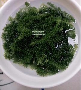 Algues de raisin de haute qualité - Algues de raisin séchées - Algues umibudou / Mme Shyn - Product Image 5