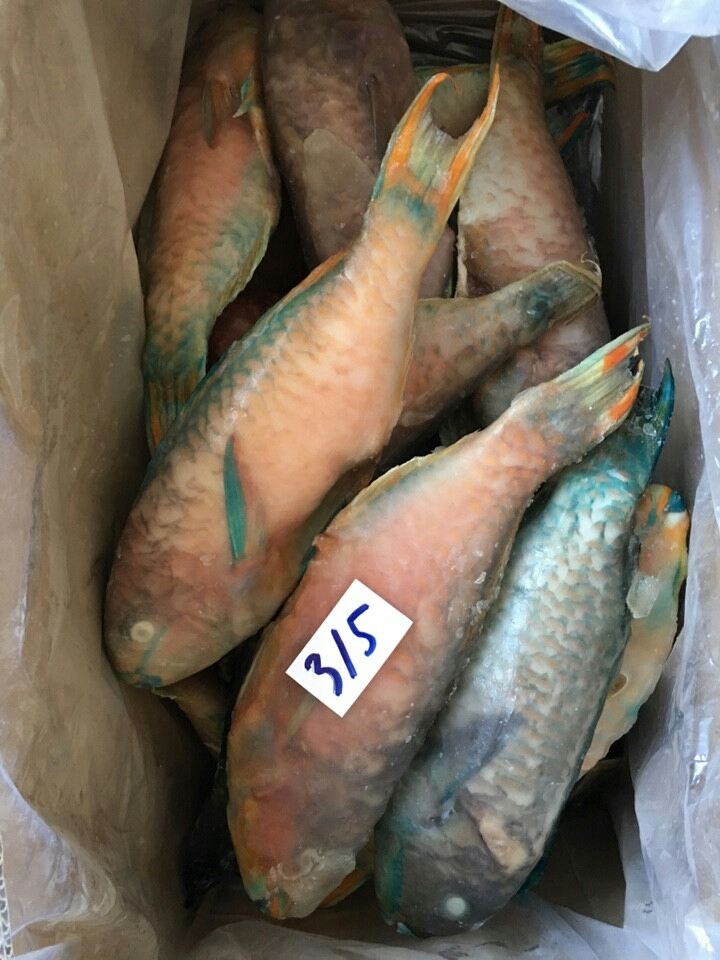 Frozen Horse Mackerel / Fish From Vietnam Cheap Price