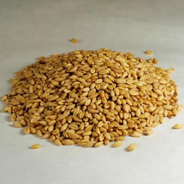 Best quality grade malt and feed barley grains low price