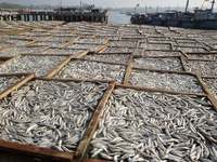 Anchois séchés de haute qualité, entiers, emballage en vrac pour la cuisine vietnamienne, vente en gros - M. Alex Truong