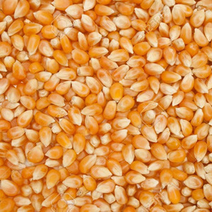 ยูเครน-ข้าวโพดสีเหลืองแบบไม่ใช้จีเอ็มโอ - Product Image 6