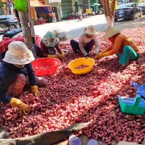 Cebolla secada al sol al por mayor - Product Image 1