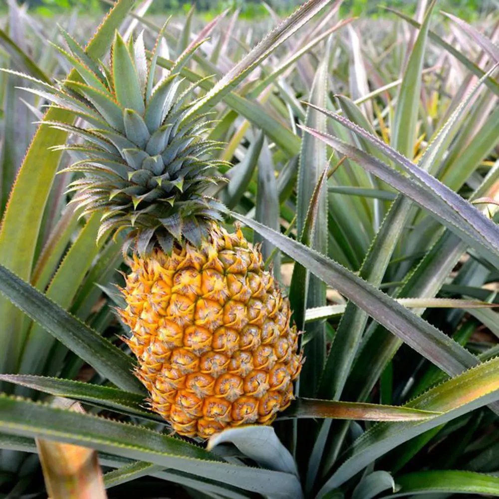 Ананас крупнохохолковый. Ананас хохлатый. Ананас Кайенна. Ананас (ananas). Ананас покрытосеменные растения бромелиевые ананас