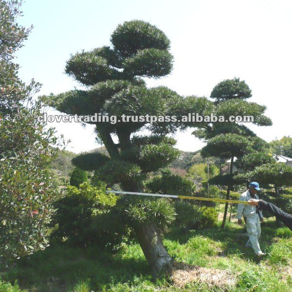 Garden Decoration Podocarpus Japanese Big Bonsai - Park