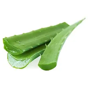 Gefrorenes Aloe Vera Blatt aus Vietnam-Frau Esther (WhatsApp: 84 963590549)