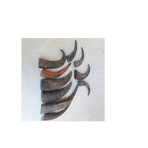 Rouleau de corne de buffle blanc pour faire du timbre et du manche de couteau Conseils de corne pour l'exportation pointe de corne de buffle naturelle look mordent - Product Image 1