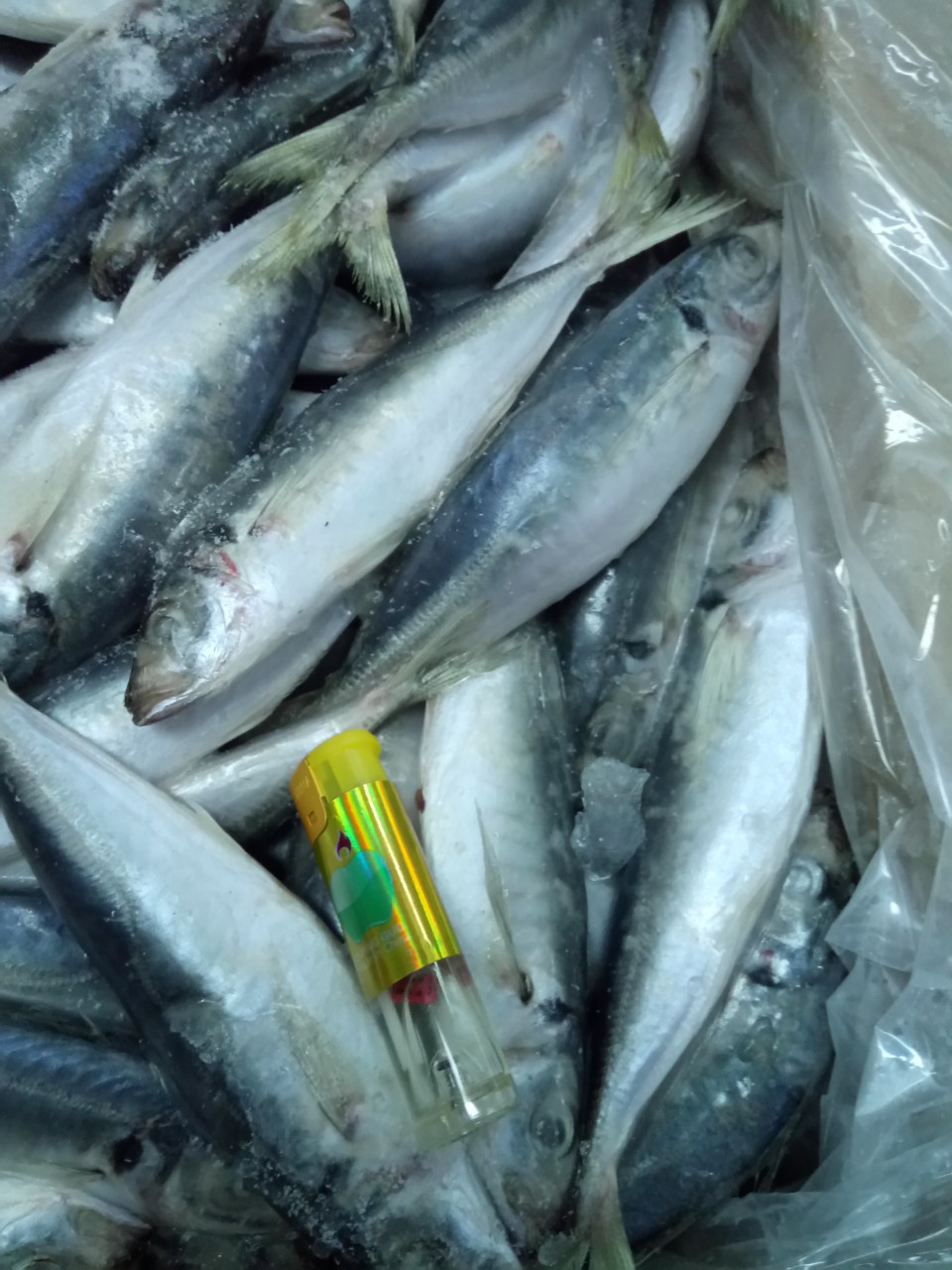 Frozen Layang Round Scad/ Scad Fish From Vietnam Cheap Price