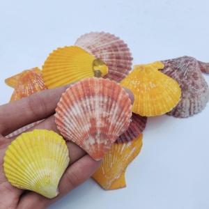 ขายส่งคุณภาพดีขายส่งคุณภาพดีเปลือกหอยหอยนางรมธรรมชาติหลวมพลอยหยาบธรรมชาติหลวมพลอยหยาบ - Product Image 2