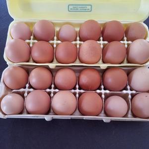 Huevos de mesa de pollo con huevos para incubar, producto de calidad, precio de promoción - Product Image 4
