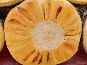 Bandelettes de Jackfruit de la reine des neiges Ms sofia - Product Image 4