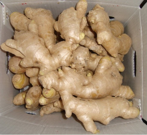 FRESH GINGER HIGH QUALITY CHEAP PRICE FROM VIETNAM
