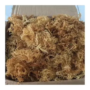 Eucheuma-algas marinas de algodón secas, buen precio y calidad, color dorado, musgo irlandés