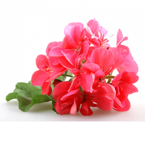 Aceite aromático para Hotel, aceite de fragancia de flor de Geranium 100% puro de larga duración - Product Image 2